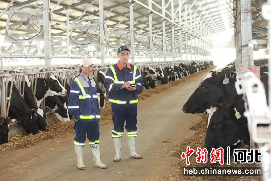 技术员为奶牛做健康检查登记。 沈齐 摄