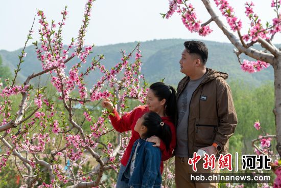 图为游客正在赏桃花。 杨书清 摄